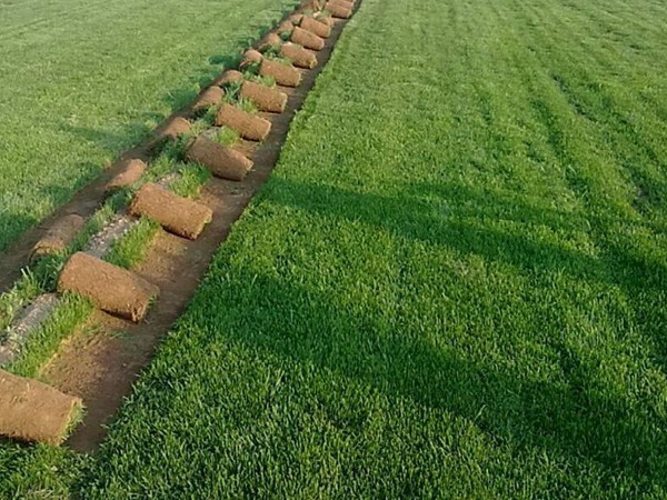 百慕大草籽高溫播種的技術要點