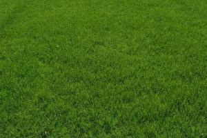多年生黑麥草種子什么時候種植最適合？